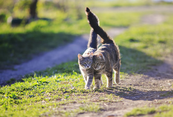 Sticker - two cute kitty walking arm in arm through the Sunny green meadow