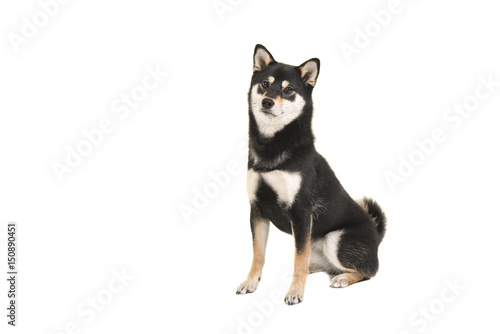 Black And Tan Sitting Shiba Inu Dog Looking At The Camera