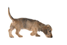 Young Wirehaired Dachshund Sniffing Around Seen From The Side Isolated On A White Background
