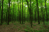Fototapeta Las - Trees in green forest