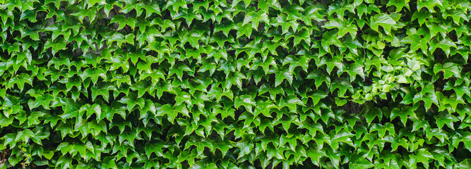 Ivy leaves texture