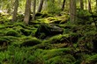 Moss in the forest of Carpathians mountains, sunlit