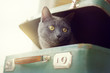game of travel/ A blurred silhouette of a curious cat peeking out of an old suitcase 