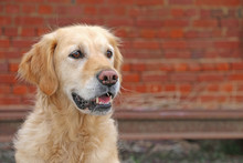 Golden Retriever Dog Looking With A Blurry Background
