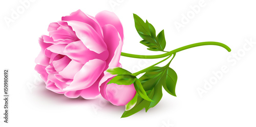 Pfingstrose Blute Mit Knospe Und Laub Buy This Stock Vector