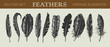 Vector illustrated set of 10 vintage feathers