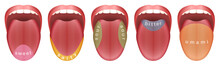 Tongue With Five Taste Buds Areas - Sweet, Salty, Sour, Bitter And Umami. Isolated Vector Illustration On White Background.