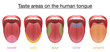 Taste areas of the human tongue - sweet, salty, sour, bitter and umami - with colored regions of the appropriate taste buds. Isolated vector illustration on white background.