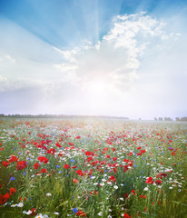 Wall Mural - Field of bright red poppy flowers