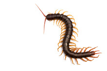 Giant Centipede Scolopendra Subspinipes Isolated On White Background.