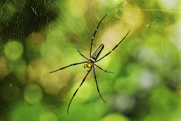 Poster - spider