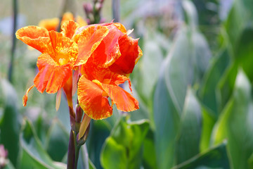 Wall Mural - Orange Flower is Canna indica or Canna Lily in the garden.