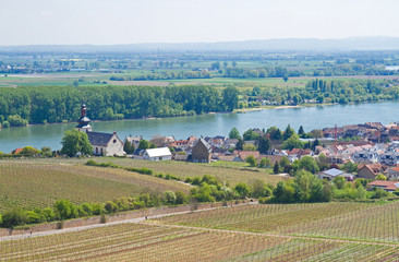 Poster -   Weinberge in Rheinhessen mit Panoramablick über den Rhein