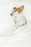 Fototapeta Psy - Sweet dreams adorable dog lying on white bed sheets. Happy relaxed lazy moments. Weekend mood.