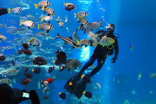 Diver Is Feeding Fishes In The Shark Pool Of Coral World Underwater Observatory Aquarium In Eilat, Israel.