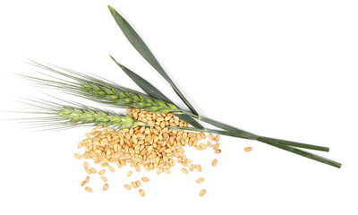 green ears of wheat and grains isolated on white background, top, view,