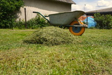 Old Wheelbarrow And A Bunch Of Freshly Cut Grass In Yard