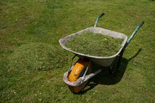 Old Wheelbarrow With Fresh Grass Clippings In Spring