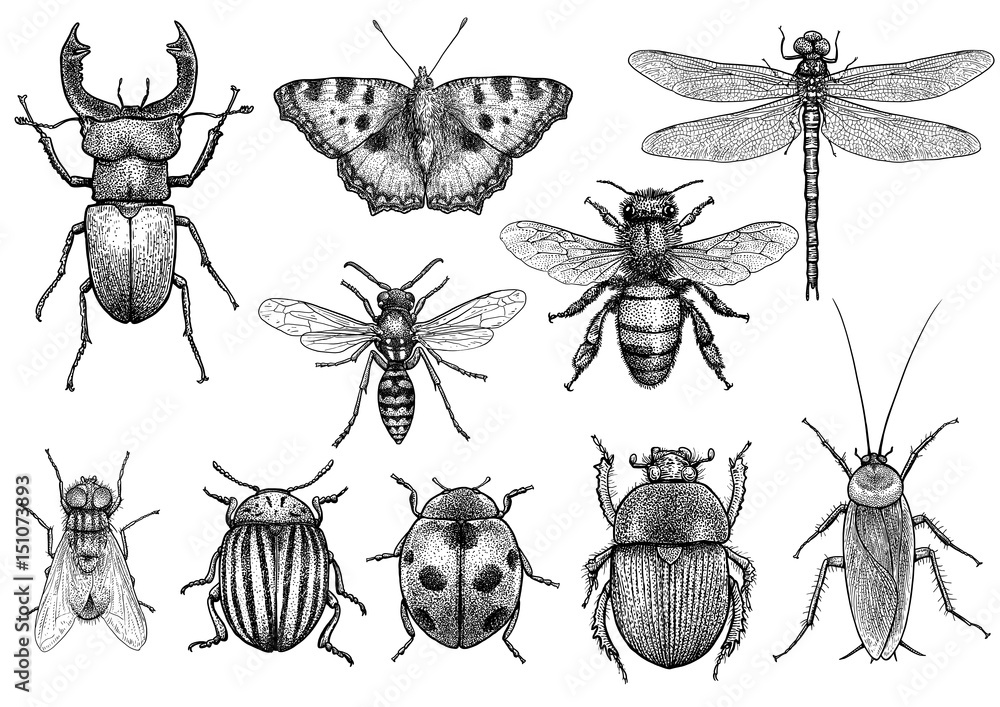 Insect illustration, drawing, engraving, ink, line art, vector - obrazy, fototapety, plakaty 