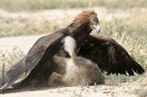 A Golden Eagle Pounces On A Chained Wolf Cub During A