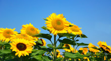 Sunflowers Against A Blue Sky