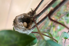 Hummingbird Nest With Two Eggs