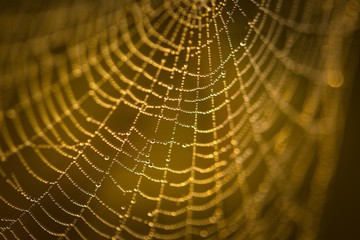 Wall Mural - Spider web with dew droplets in big close up