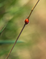 Wall Mural - Macro of ladybug sitting on plant