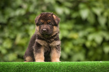 Sitting Cute German Shepherd Puppy