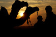 © RAKESH - CAMELS IN SILHOUETTE  EVENING