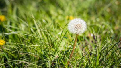 Canvas Print - Make a wish on this dandelion