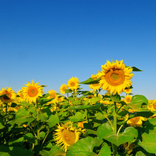Sunflower Flower Against The Blue Sky And A Blossoming Field