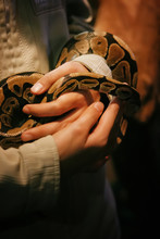 Reticulated Python Held In The Hands