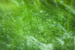 macro of thallophytic plant on a surface of water or green algae