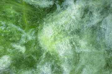 Wall Mural - macro of thallophytic plant on a surface of water or green algae