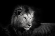Black and white portrait of one of the four Musketeer Lions in Masai Mara, Kenya