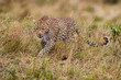 Leopard on the hunt in Masai Mara, Kenya