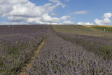 Fototapeta Lawenda - Hitchin Lavender Fields