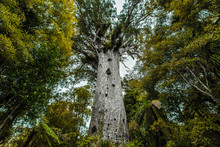 Kauribaum In Neuseeland (New Zealand)