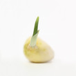 garlic bud square size