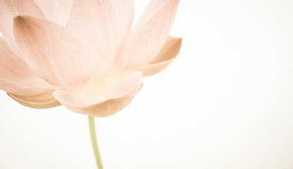 Wall Mural - sweet color lotus in soft color and blur style on mulberry paper texture
