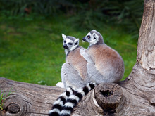 The Ring-tailed Lemur. Two Ring-tailed Lemurs Embraced Together On A Tree. Big Eyes With Lively Color And Classic Long-sleeved White-black Rings.