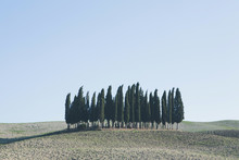 A Tuscan Landscape, Ploughed Fields And View To A Small Rise And A Grove Of Cypress Trees. 