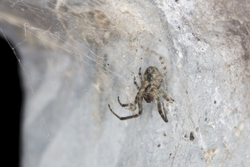 Small spider in his net, made in the corner
