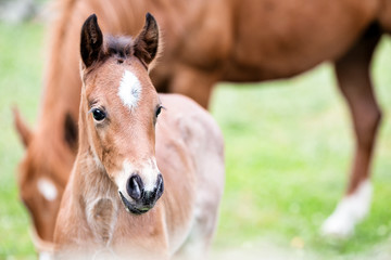 brown baby horse outdoors, close-up