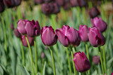 Fototapeta Tulipany - Tulipes violettes au printemps au jardin