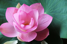 Flower Pink Lotus And Green Leaf
