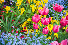 Colorful Decorative Flowers, Garden Flowerbed