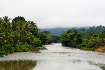 Canvas Print - Tropical jungle on an island Borneo in Indonesia