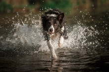 Border Collie Dog Running In The Water
